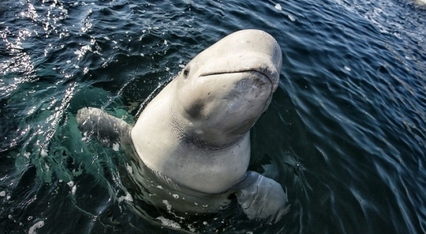 Не пугайтесь, увидев над морем Анапы самолет-амфибию - это ученые считают дельфинов