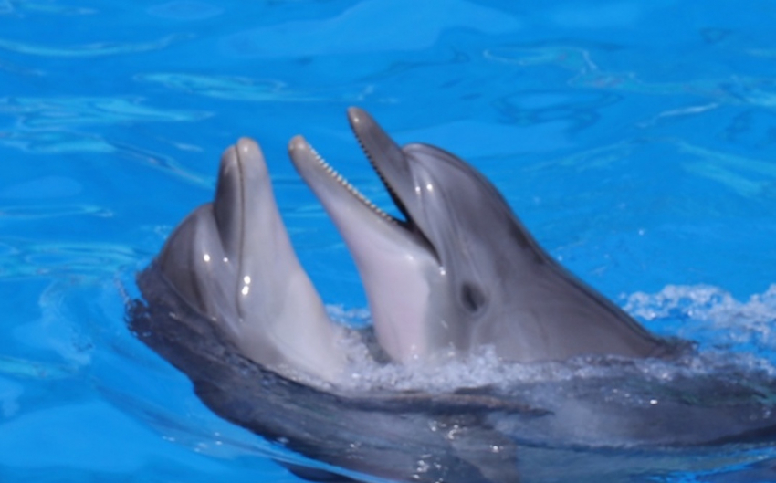 В акватории Чёрного моря, рядом с Анапой, дельфины устроили увлекательное шоу