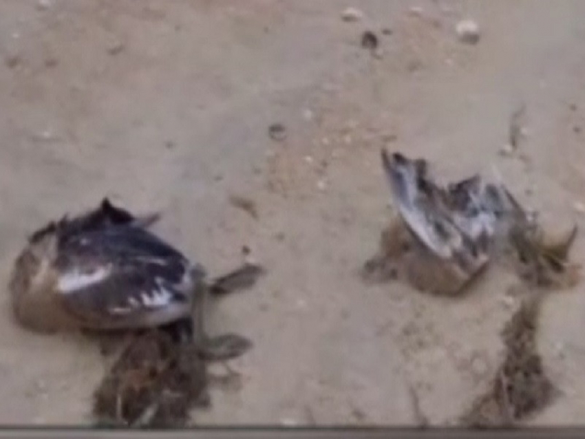 Названа причина массовой гибели птиц на побережье Анапы