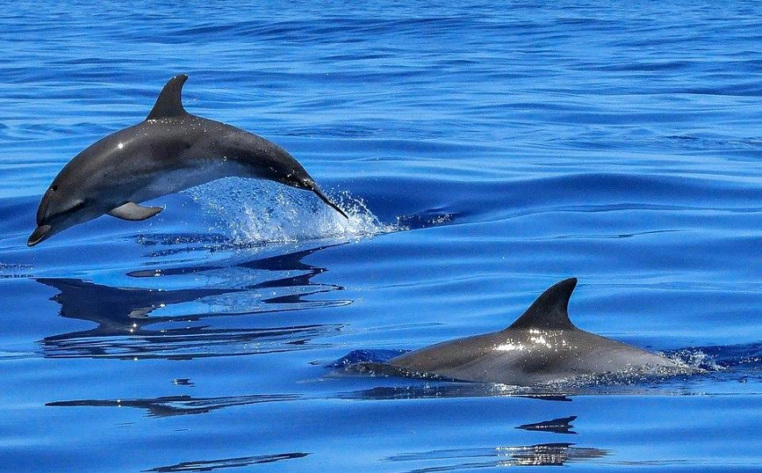 В акватории Чёрного моря люди помогли дельфинам, застрявшим на мелководье