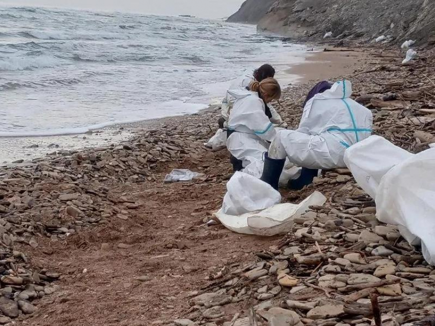 На побережье Темрюкского района волонтеры нашли новый мазут и мертвых дельфинов