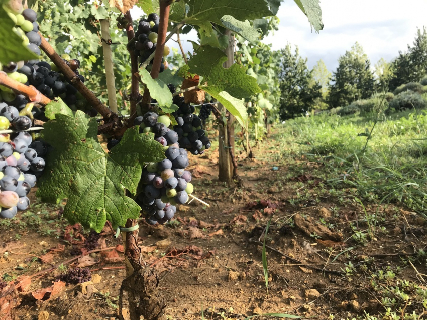 Сегодня, 8 августа в Анапе ясно и тепло