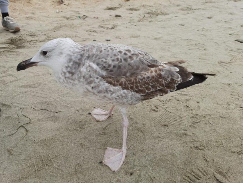 На пляже в Анапе замечена общительная серебристая чайка
