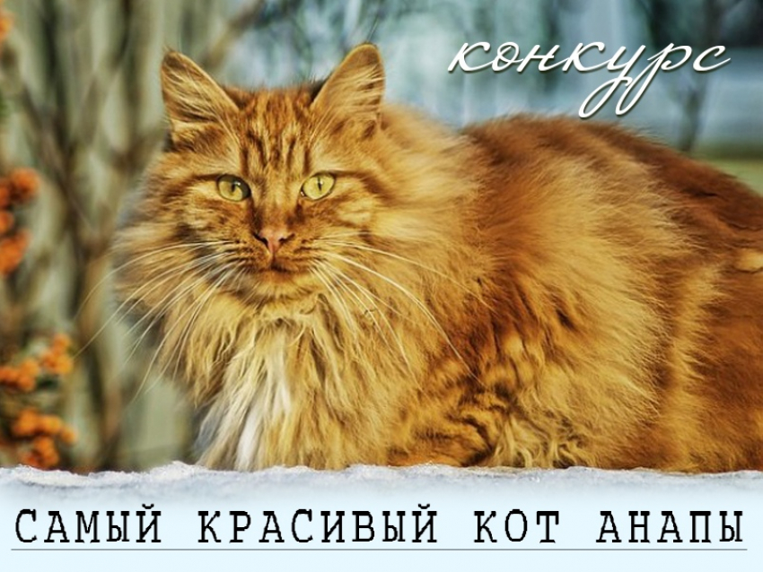 Завершилось голосование в конкурсе «Самый красивый кот Анапы"