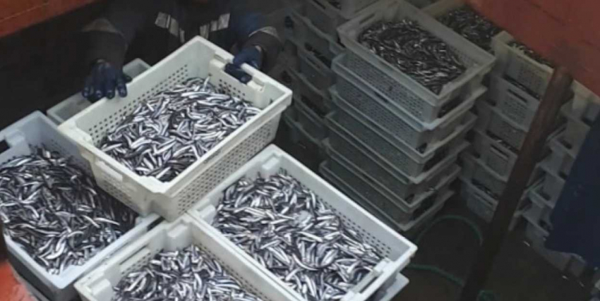 Более 6 тонн хамсы конфисковали пограничники в районе Анапы