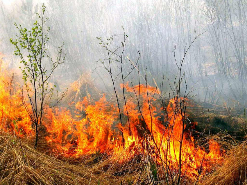 У анапских пожарных выдалась жаркая неделя: за 5 дней сгорело почти 2000 кв.м. травы