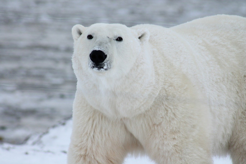 В День белого полярного медведя в Анапе пойдёт небольшой дождь