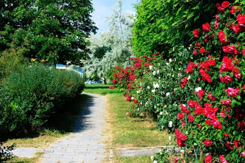 На Пионерском проспекте в Анапе зацветут шесть тысяч роз