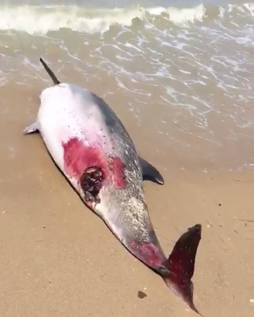 Погибших дельфинов к анапскому берегу принесло течением издалека