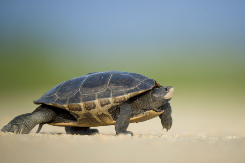 Во всемирный день черепахи погода в Анапе с ясной сменится на пасмурную и дождливую