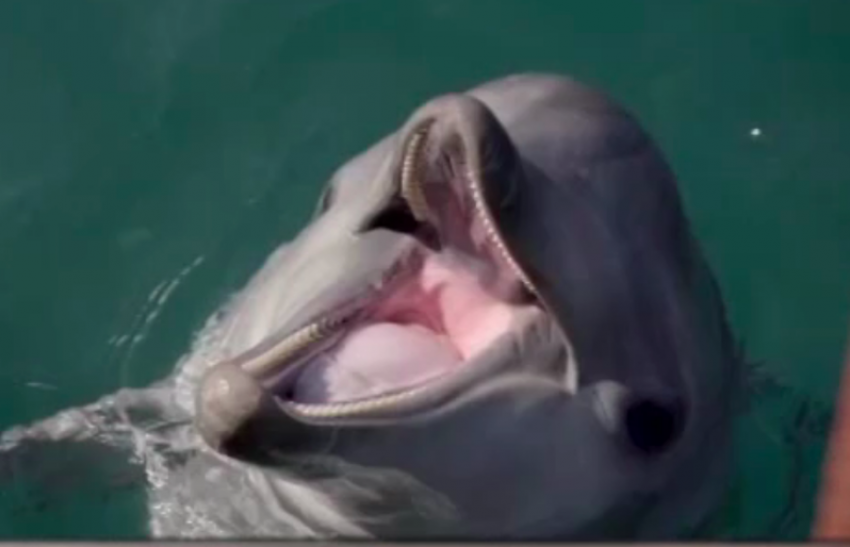 Ещё один анапский дельфинарий терпит бедствие и-за коронавируса