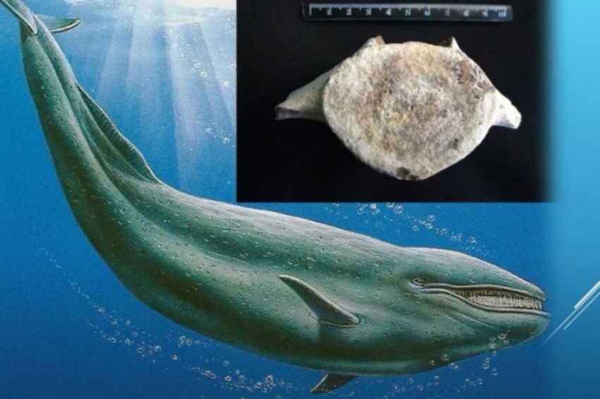 Чудо-юдо-рыба-кит: недалеко от Анапы нашли останки древнего морского млекопитающего