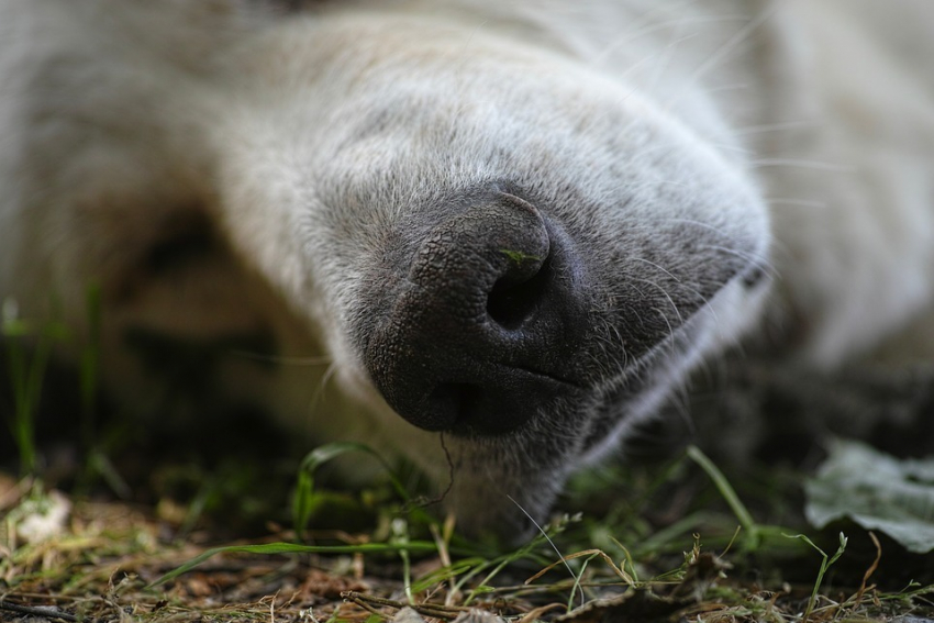 Шокирующие кадры: в лесополосе под Анапой нашли много мёртвых собак 