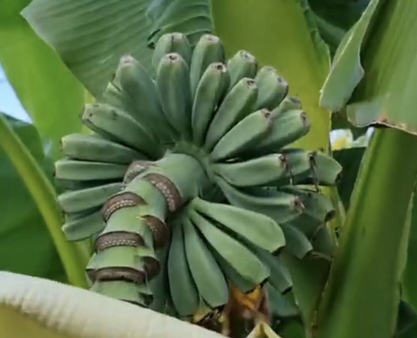 Тропическая Анапа: на улицах города растут бананы