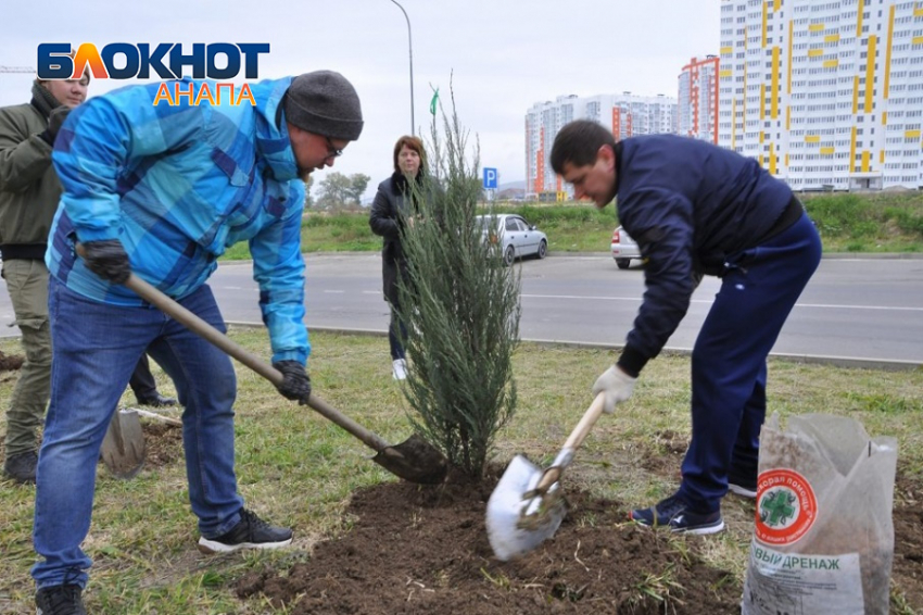 Спасать озеленение Анапы возьмется «Зеленстрой»