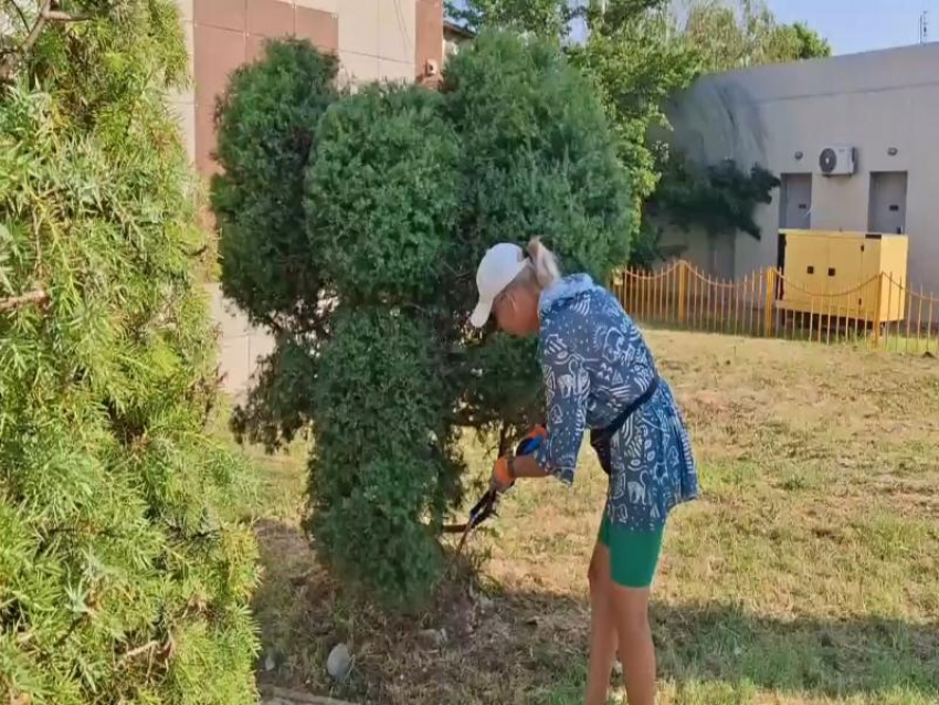 В Анапе из куста выстригли Чебурашку. Пока неузнаваемого, но обещают доработать