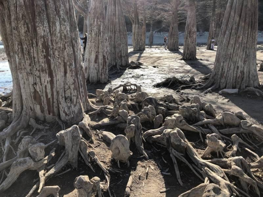 Туристы вытаптывают корни знаменитых кипарисов на озере Сукко под Анапой