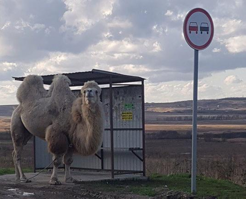 Фотофакт: в Анапе таксуют даже верблюды