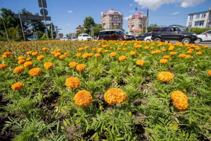 Анапу украшают цветами: новые клумбы появились у «Мира кино», на набережной и улице Ивана Голубца