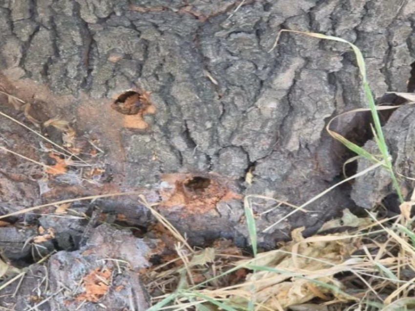 Кому помешали платаны? В Супсехе намеренно погубили шесть взрослых деревьев