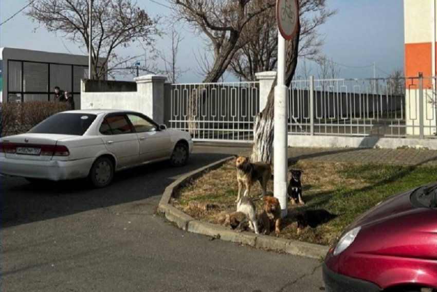 Бастрыкин поручил возбудить уголовное дело за непринятие мер по отлову бездомных собак на Кубани