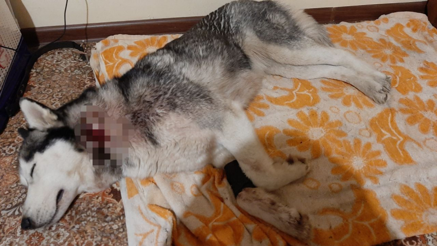 В селе под Анапой произошла попытка жестокого убийства собаки — ведется проверка
