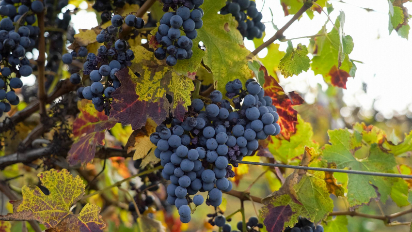 В Анапе собрали более 22 000 тонн винограда