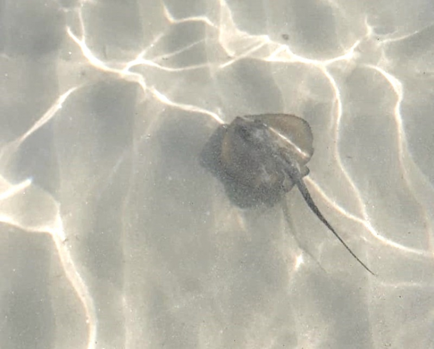 Сегодня, 3 августа в Анапе море кристально чистое