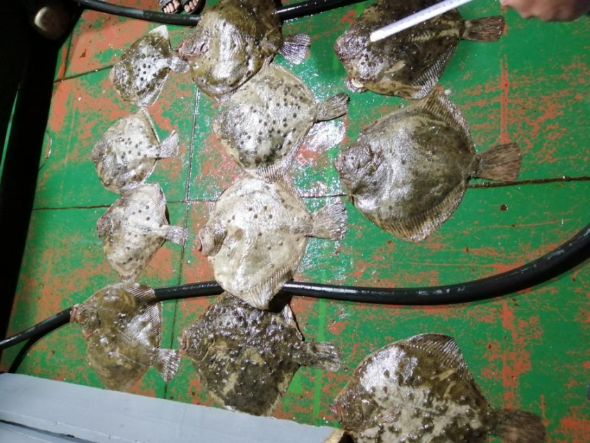 Под Анапой пограничники изъяли у браконьера крупный улов камбалы - 267 штук