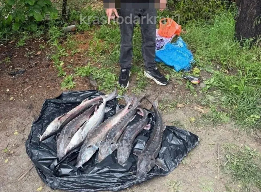 В Анапе задержали продавца краснокнижных осетров