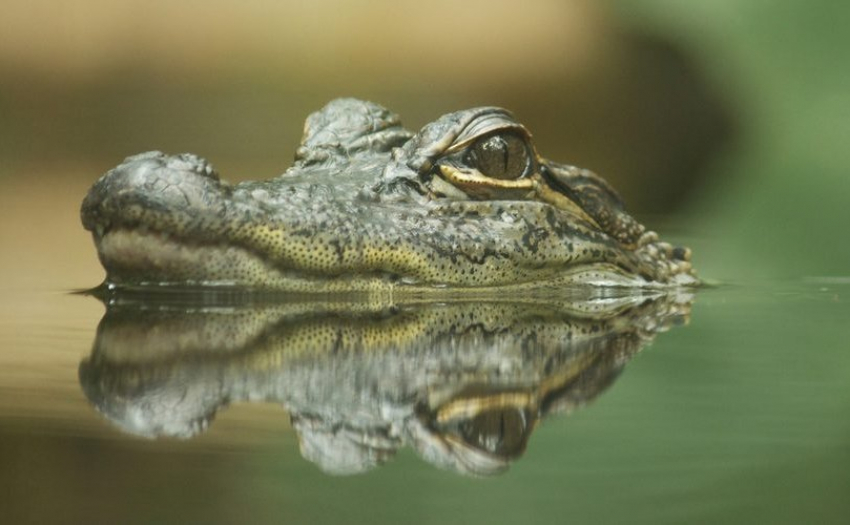 В Анапе из моря выловили крокодила