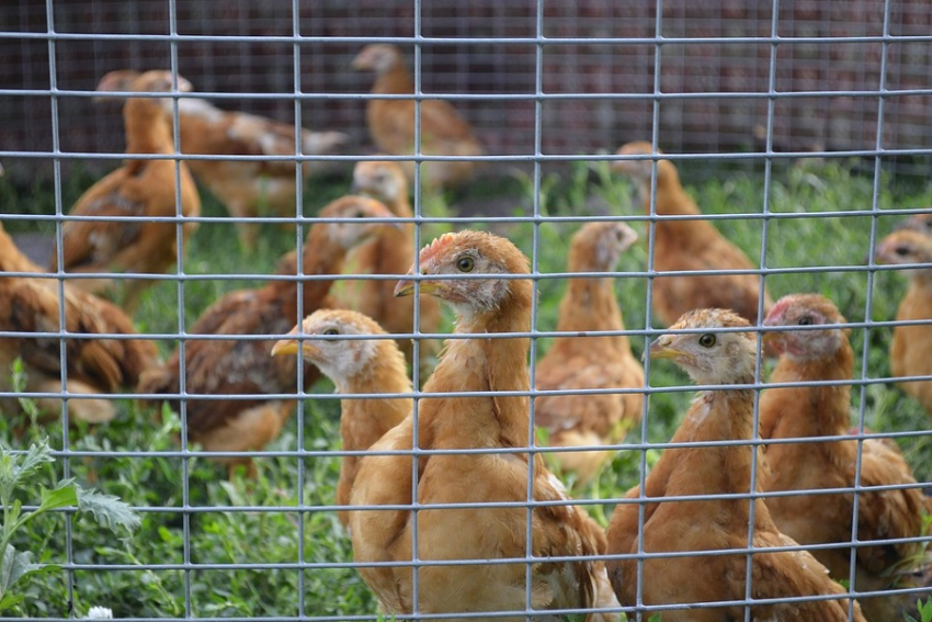 Имущество «Витязевской птицефабрики», зарегистрированной в Анапе, выставили на торги