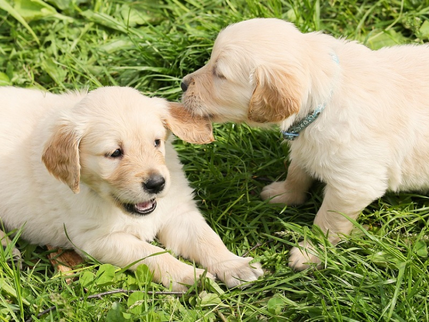 В День щенков в Анапе небольшой дождь