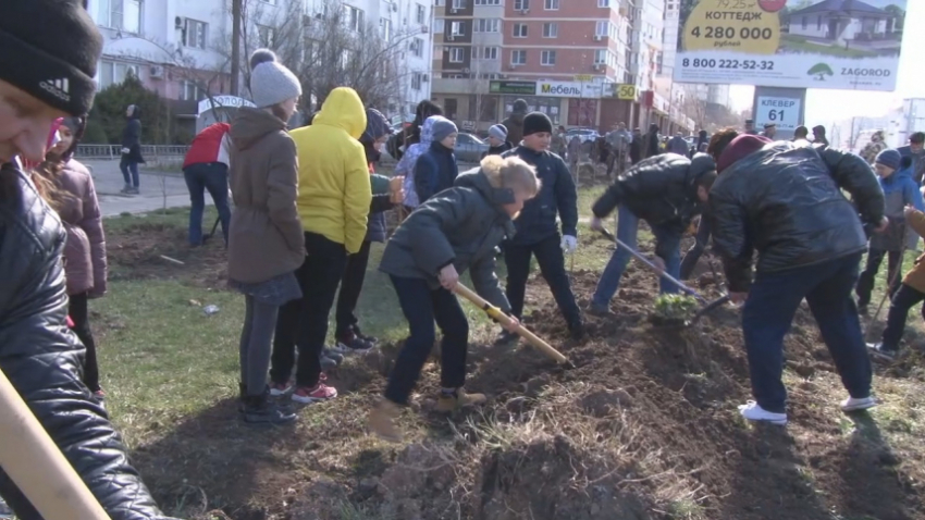 На бульваре Евскина в Анапе высадили 80 берёз