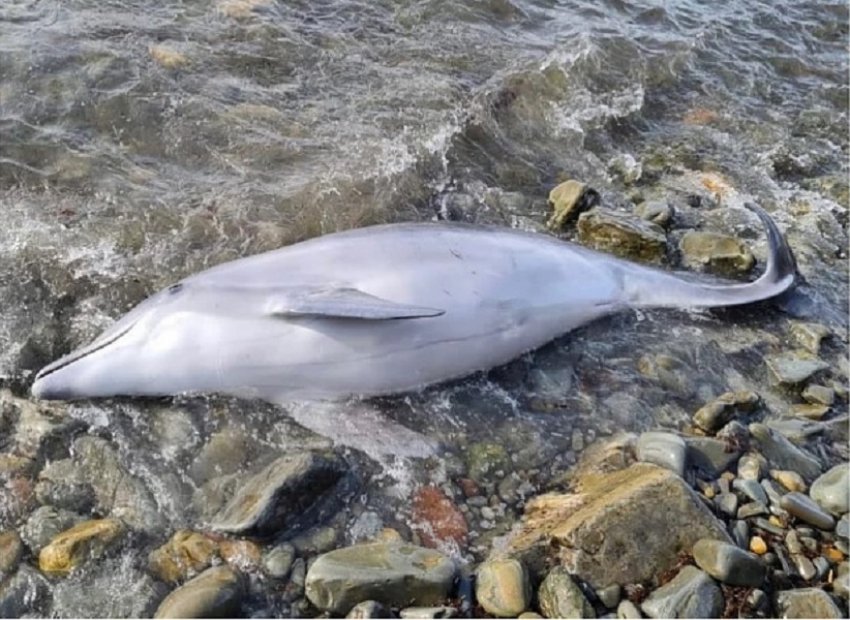 У берегов Анапы и Новороссийска обнаружили двух погибших дельфинов
