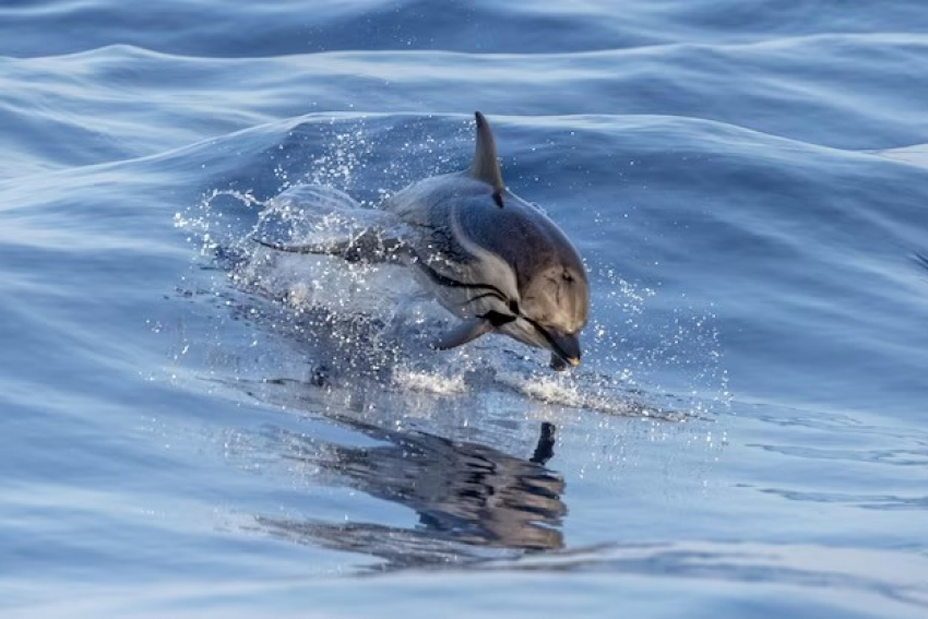 Нейросеть рассказала о мерах предотвращения выбросов дельфинов в Анапе