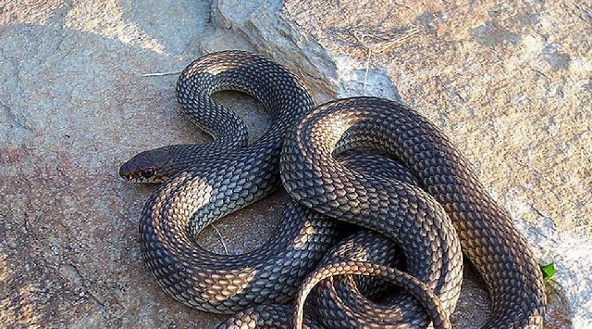 Каких ядовитых змей можно встретить в Анапе