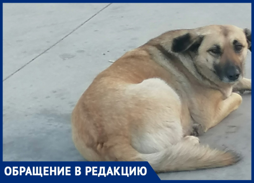 Возле ЖК «Бельведер» в Анапе бездомные собаки не дают людям спокойно жить
