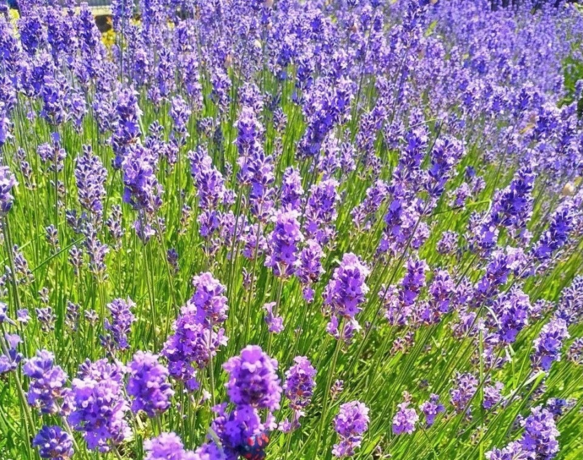 «Анапский Прованс» – где и когда можно увидеть цветение лаванды 
