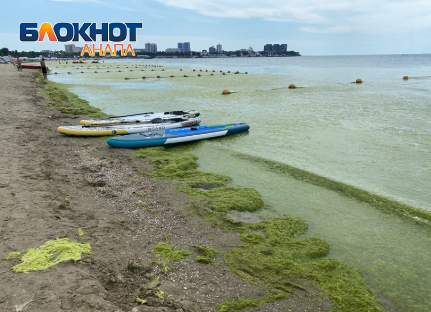 Московский блогер обвинил человека в бурном цветении водорослей в Анапе