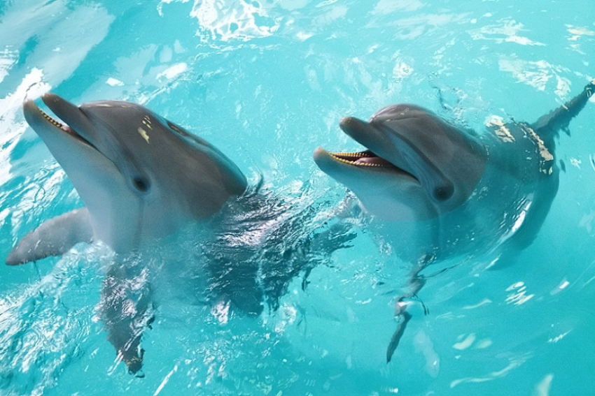 Двух дельфинов без документов пограничники не пустили в Анапу 