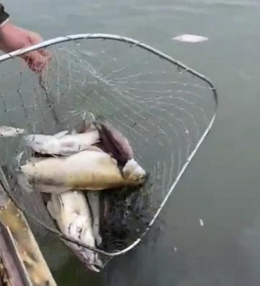 Обеспокоенные анапские рыбаки прислали видео с мёртвой рыбой в Темрюкскомрайоне