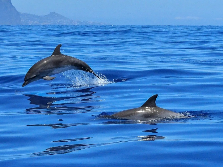 Во Всемирный день китов и дельфинов в Анапе обещают небольшой дождь