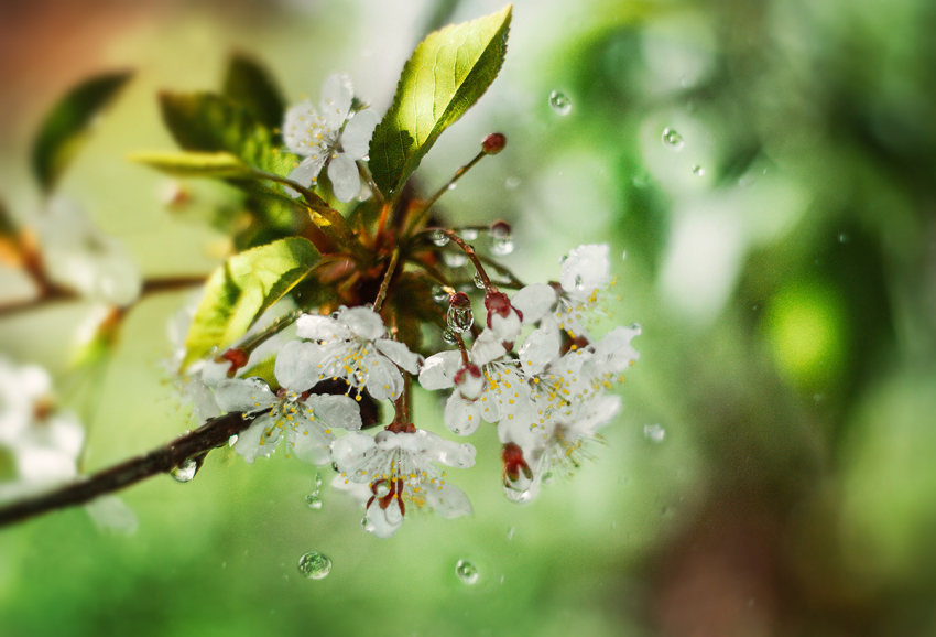 15 апреля в Анапе дождь и порывистый ветер 