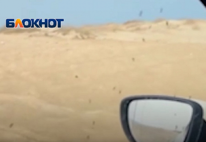 В Анапе очевидцы засняли на видео нашествие непонятных насекомых
