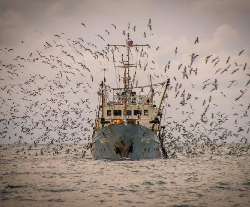  Анапским рыбакам на заметку: искусственный интеллект поможет определить места для ловли хамсы в Черном море 
