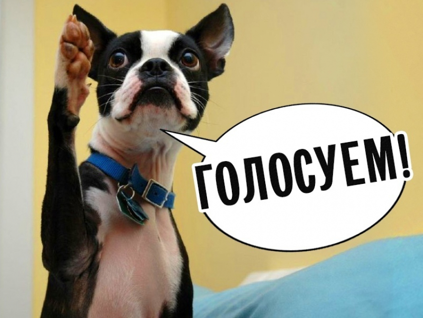 Завтра, 19 июня начнется голосование в конкурсе «Собака – друг человека»