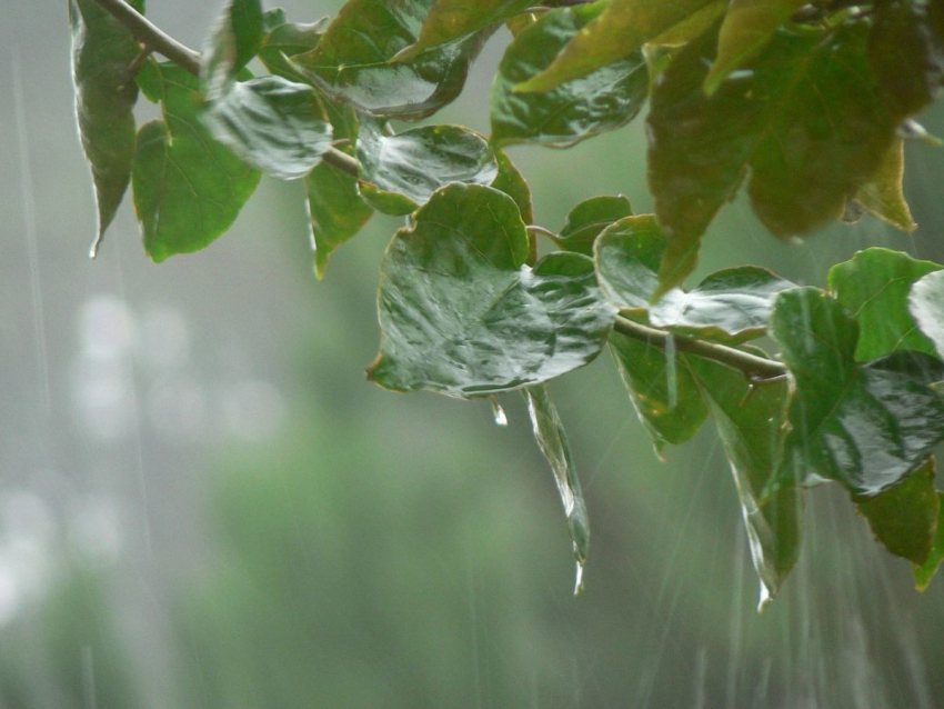 Во вторник, 16 июля, в Анапе ожидается дождь