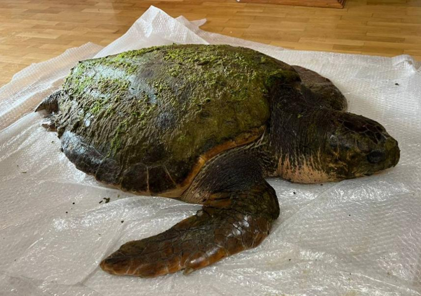 «Шансов было мало»: умерла найденная в Анапе гигантская черепаха