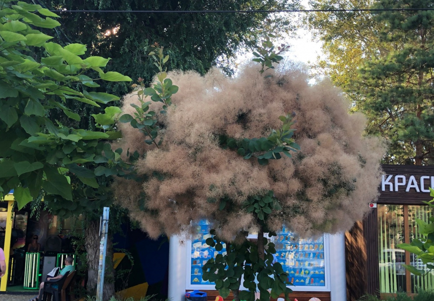 Дерево-облако: в Анапе цветет скумпия